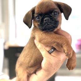 5C Blue - Red male Brussels Griffon puppy in Land O' Lakes, Florida from 5C Brussels Griffons