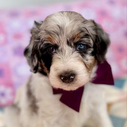 Mikie - Blue merle male Sheepadoodle puppy in Spanish Fork, Utah from Maplesierradoodles