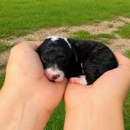 Clyde - Black and white male Aussiedoodle puppy in Hudson, Michigan from Haas Pawz