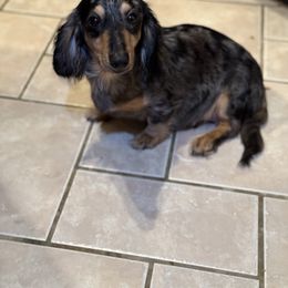 Olivia - Dachshund