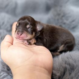 Hazel - Liver female Miniature Schnauzer puppy in Montebello, California from Rod Schnauzers