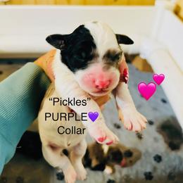 PICKLES - Merle female Sheepadoodle puppy in Buffalo, Minnesota from Fur-ever Doodles