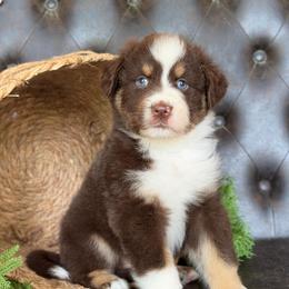 Parker- Has A Tail - Red tri-color male Australian Shepherd puppy in Troy, South Carolina from Lana Corley- Australian Shepherds of 3/W Farms