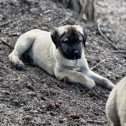 H.D White Boy - Fawn male Anatolian Shepherd Dog puppy in Frenchtown, Montana from Apex Anatolians