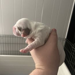 Clumber Spaniel Puppies from Briton Clumber Spaniels