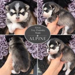 Gray Amazing Boy - Gray and white male Pomsky puppy in Austin, Colorado from Colorado Mini Dachshunds & Mini Pomskies