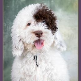 Cousin - Brown and white male Cockapoo puppy in Connersville, Indiana from Deaz Doodle Ranch