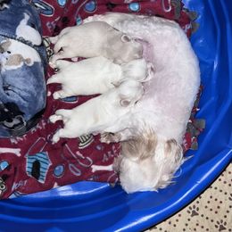Shih Tzu Puppies from DavOrr’s LoweryBell Shih Tzus