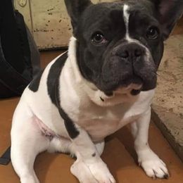 Dachshunds and French Bulldogs from K’s Homestead