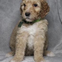 Peanut Butter - Cream male Goldendoodle puppy in Howard City, Michigan from Doodles and Chaos