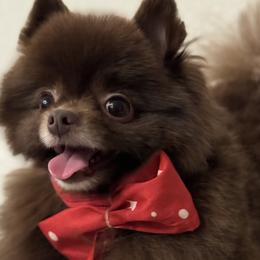Bear - Pomeranian