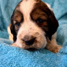 America - Liver white and roan female English Springer Spaniel puppy in Madison, Indiana from McCollough's Pawsome Spaniels and Danny's Delightful Dachshunds