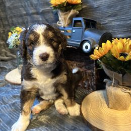 Mallory - Red tri-color female Aussiedoodle puppy in Fredonia, Pennsylvania from Drew’s Aussies & Doodles