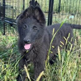 Bubbly - Black female Belgian Sheepdog puppy in Hastings, Minnesota from Century Hills Farm
