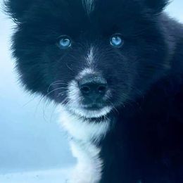 Siberian Huskies from Lycan Ranch: Call of The Wild