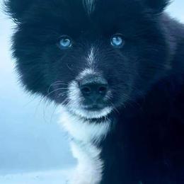 Siberian Huskies from Lycan Ranch: Call of The Wild