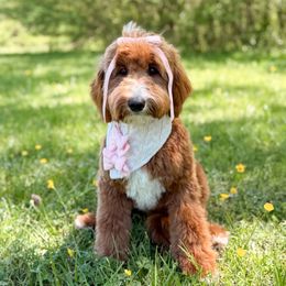 Vivi - Goldendoodle