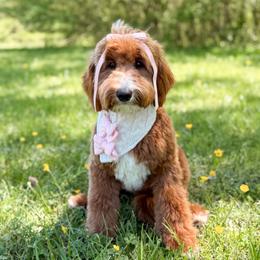 Vivi - Goldendoodle