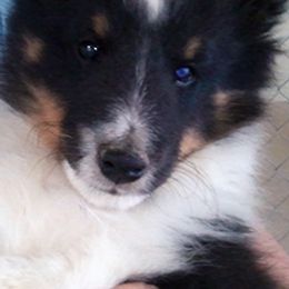 Shetland Sheepdogs from Echo Hill Shelties