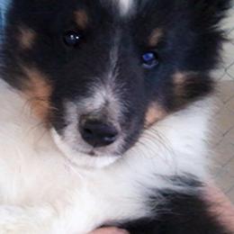 Shetland Sheepdogs from Echo Hill Shelties