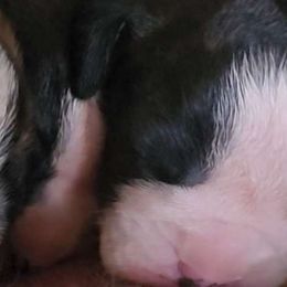 #5 Dark Reverse Brindle w/ wide blaze, socks, markings back of neck - Brindle Boxer puppy in Ellensburg, Washington from Savvy Boxers Seattle