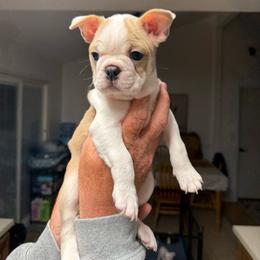 Blue fawn girl - Lilac female Boston Terrier puppy in Madera Acres, California from Muggin Bostons Terriers and Mini Dachshund