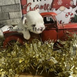 Taz collar purple - White male Maltese puppy in Taylorsville, North Carolina from Mountain Top Hot Tailz