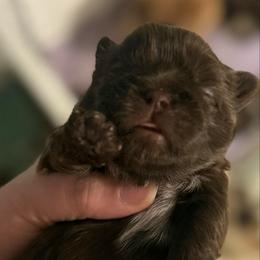 Lt blue - Liver male Shih Tzu puppy in Berkeley Springs, West Virginia from Sandridge Shih Tzus