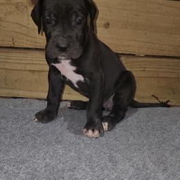 Ellie - Black female Great Dane puppy in Walker, Louisiana from La Rebel Danes