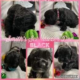 Cocker Spaniel and Miniature Schnauzer Puppies from Smith’s Schnauzer Den