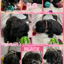 Cocker Spaniel and Miniature Schnauzer Puppies from Smith’s Schnauzer Den