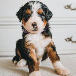 Bernedoodle Puppies from Barnyard 2 Backyard