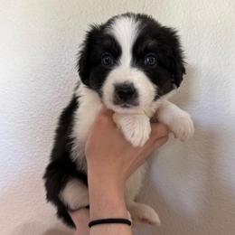 Symphony - Black tri-color female Australian Shepherd puppy in Weeki Wachee, Florida from Ace of Spades Australian Shepherds