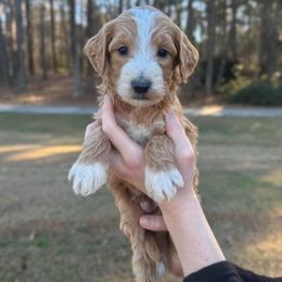 Chestnut - Apricot male Goldendoodle puppy in Kenansville, North Carolina from J+A Family Doodles