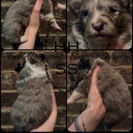 Glory - Blue merle and white female Shetland Sheepdog puppy in Lebanon, Tennessee from Henotic Homestead's Shetland Sheepdogs