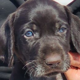 Scrabble - Liver and white German Wirehaired Pointer puppy in Wellston, Ohio from Blue Line GWPs