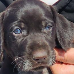 Scrabble - Liver and white German Wirehaired Pointer puppy in Wellston, Ohio from Blue Line GWPs