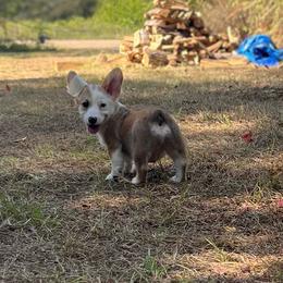 Banner - Red male Pembroke Welsh Corgi puppy in Hope, Arkansas from Foxy Knoll Farm