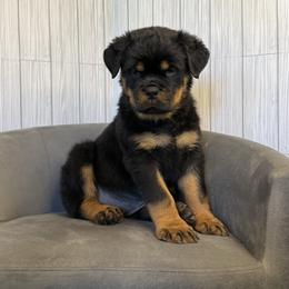 Lime girl - Black and mahogany female Rottweiler puppy in Reno, Nevada from Vom Haus Flores