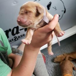 Lavender girl - Golden female Golden Retriever puppy in Merino, Colorado from High Plains Goldens