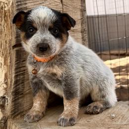 Garou - Blue speckled male Australian Cattle Dog puppy in Sahuarita, Arizona from A2 Australian Cattle Dogs