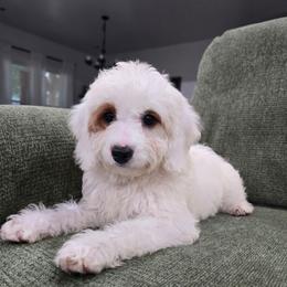 Reign - Parti female Goldendoodle puppy in Fordland, Missouri from K&K's Puppy Kingdom
