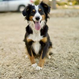 Charlie - Miniature Australian Shepherd