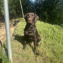 Labrador Retriever Puppies from Knotty Creek Labradors