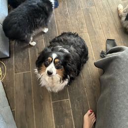 River - Toy Australian Shepherd