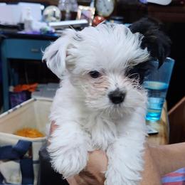 Petey - Parti male Yorkshire Terrier puppy in Tacoma, Washington from Anks Toys Yorkshire terriers