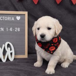 Victoria - Light golden female Golden Retriever puppy in Eaton Rapids, Michigan from Steele Goldens
