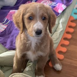 Goldendoodle Puppies from Cali Doodles