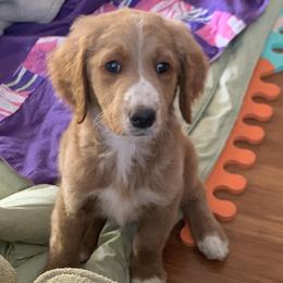 Goldendoodle Puppies from Cali Doodles