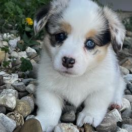 Indy - Blue merle and white female American Corgi puppy in Brownstown, Indiana from Brave Country Kennels